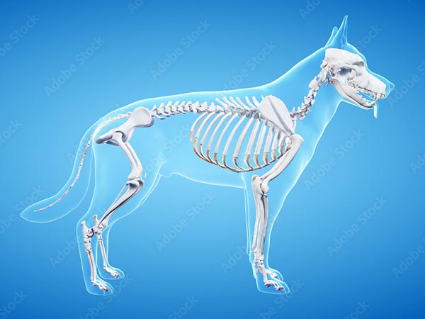 Skelett eines Hundes